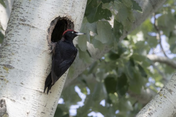 Black Woodpecker cock at the breeding hole, Lake Neusiedl National Park, Burgenland, Austria,