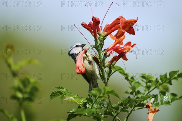 Eurasian blue tit (Cyanistes caeruleus) sitting on a cape honeysuckle (Tecoma capensis) blossom,