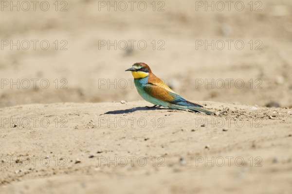 European bee-eater (Merops apiaster) sitting on the ground, Spain, Europe