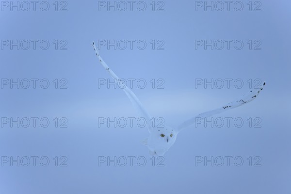 Male snowy owl (Nyctea scandiaca) (syn. Bubo scandiaca) in flight, wings spread, blue hour, Quebec,