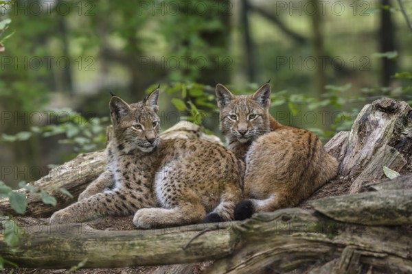 Eurasian lynxes (Lynx lynx) lying together between tree trunks, captive, Parc Animalier de
