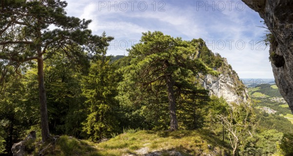 Pine with the summit of the Nockstein, Osterhorngruppe, Flachgau, Land Salzburg, Austria, Europe