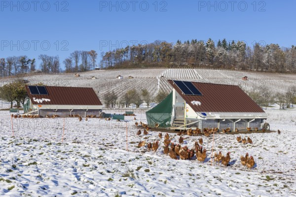 Mobile chicken coops and chickens in a meadow in winter, snow, mobile chicken coops for free-range