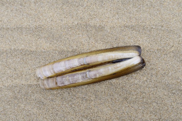Atlantic jackknife clam (Ensis directus), mussel shell on the beach, South Holland, Netherlands