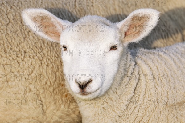 Domestic sheep (Ovis gmelini aries), lamb, portrait, baby animal, Schleswig-Holstein, Germany,