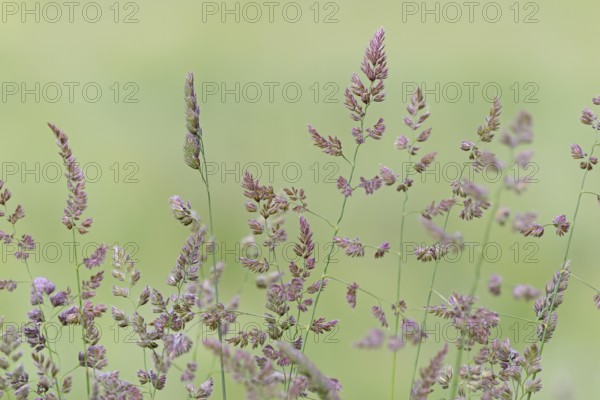 Orchard grass (Dactylis glomerata), North Rhine-Westphalia, Germany, Europe
