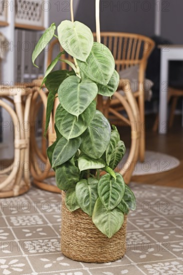 Potted 'Syngonium Macrophyllum Frosted Heart' houseplant climbing on pole in living room