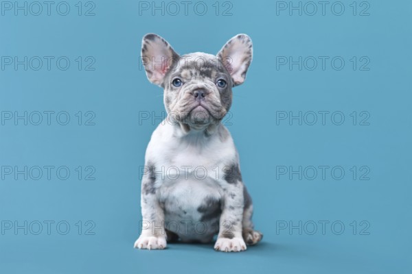 Merle French Bulldog dog puppy sitting in front of blue background