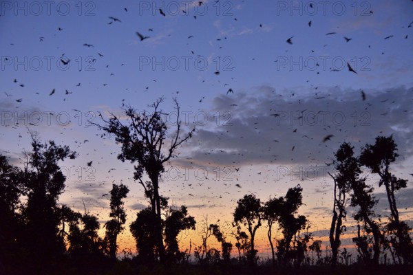 Straw-coloured Fruit Bats (Eidolon helvum), in flight at first light, Kasanka National Park,