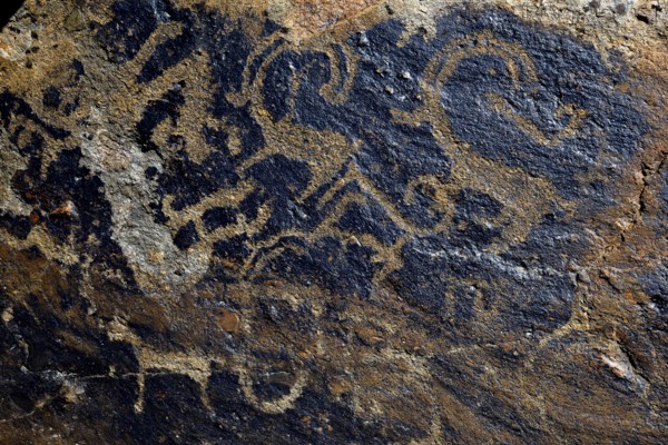 Petroglyph of a Snow leopards (Panthera uncia) and of Siberian ibex (Capra sibirica), up to 2500