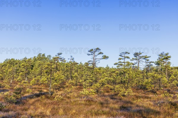 Pine forest on a bog on a sunny autumn day in the wilderness