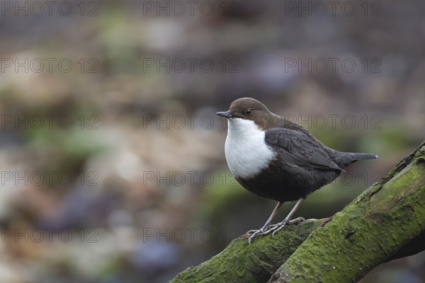 Black-bellied dipper (Cinclus cinclus cinclus) adult bird on tree branch next to a river, Norfolk,