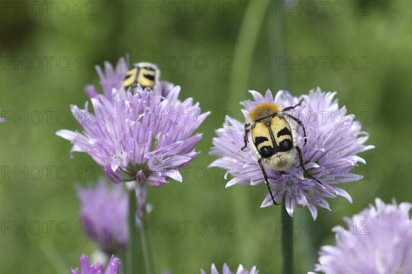 Beetle (Trichius fasciatus), on flowering chive (Allium schoenoprasum), Wilden, North