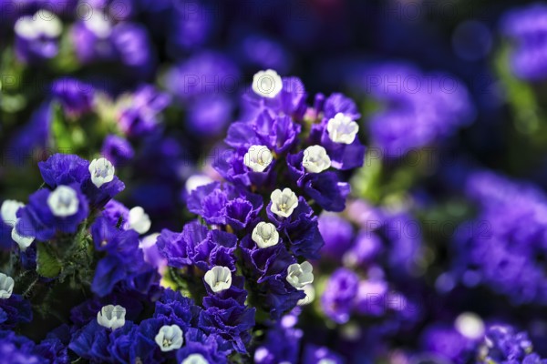 Blue flowering triple flower (bougainvillea), close-up, Andalusia, Spain, Europe