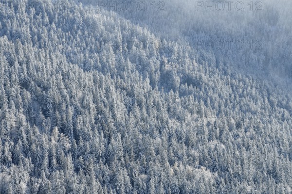Snowy winter landscape near the Hornisgrinde, near Seebach, Ortenaukreis, Black Forest,
