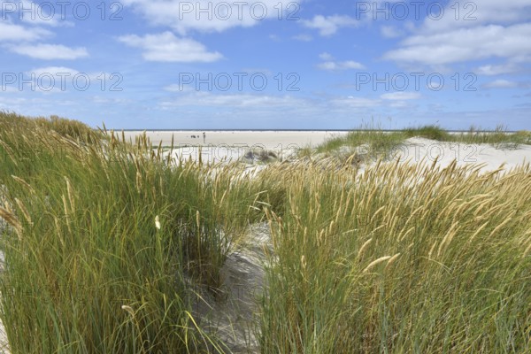 Dune landscape, beach access at the North Sea beach Hungerhamm, St. Peter-Ording,
