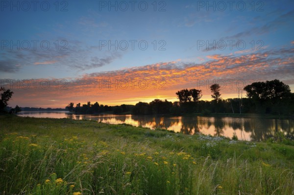 Morning glow on the Altrhein with Jacob's-grass (Senecio jacobaea) and deciduous trees, Xanten,