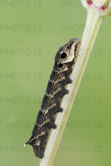 Elephant hawk-moth (Deilephila elpenor), caterpillar, North Rhine-Westphalia, Germany, Europe