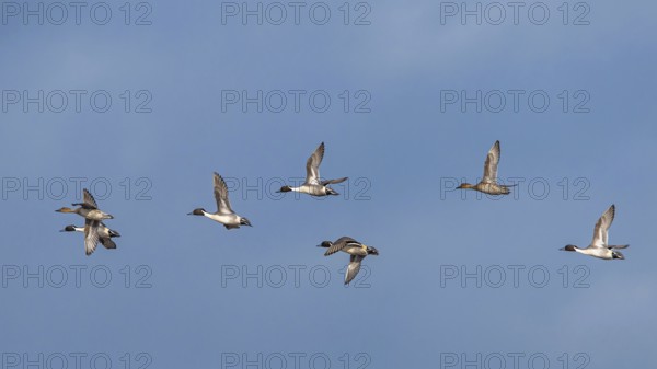 Northern (Anas acuta) Pintail., group of birds in flight