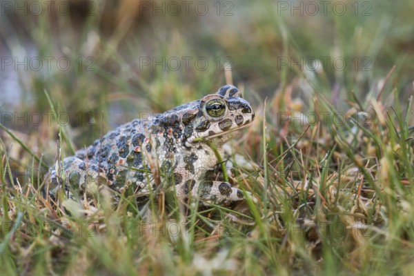 European green toad (Bufo viridis) in the grass, Burgenland, Austria, Europe