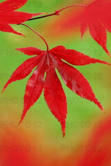 Downy Japanese Maple (Acer japonicum) , leaf