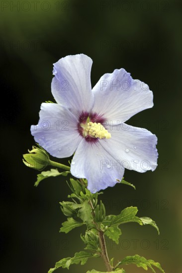 Rose of sharon (Hibiscus syriacus)