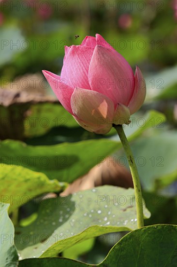 Indian Lotus (Nelumbo nucifera), Kota Kinabalu, Sabah, Borneo, Malaysia, Asia