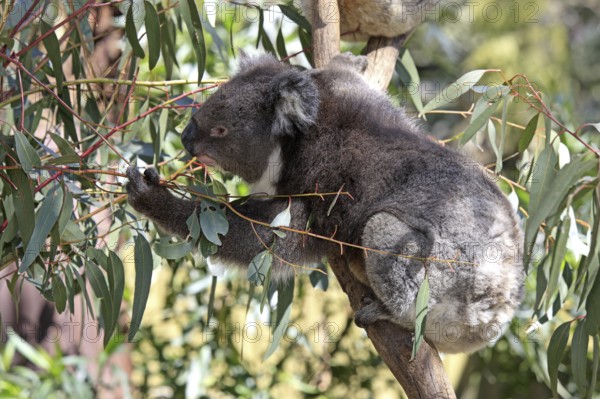 Koala (Phascolarctos cinereus), South Australia