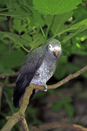 Timneh Grey Parrot, South Africa, African Grey Parrot (Psittacus erithacus timneh), Africa