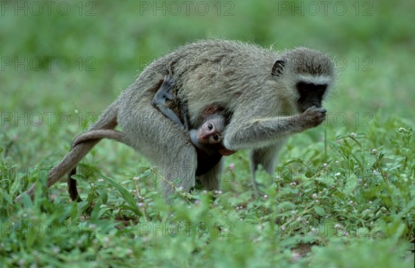 Grass Monkeys, female with young, Kruger national park, South Africa (Cercopithecus aethiops)