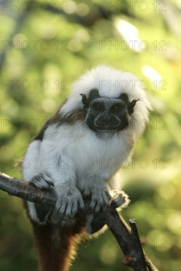 Cotton-topped Tamarin (Saguinus oedipus)
