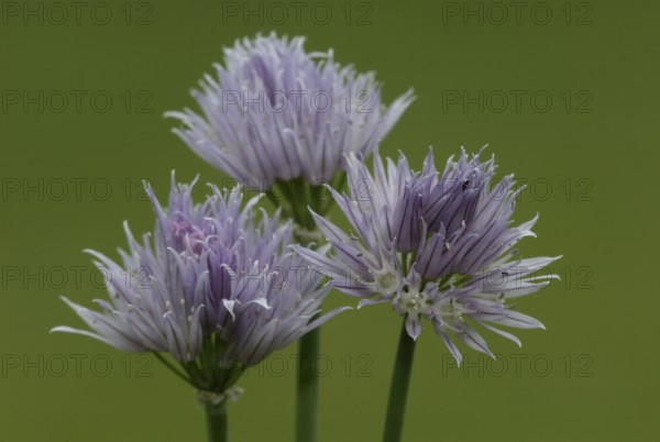 Blooming Chives (Allium schoenoprasum)