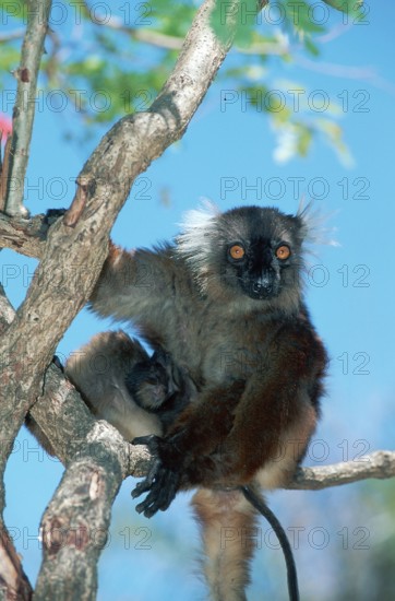 Black lemur, female with young, Nosy Komba (Lemur macaco), Madagascar, Africa