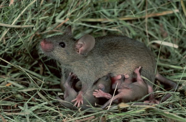 House Mice (Mus musculus), female nursing youngs, Germany, side, Europe