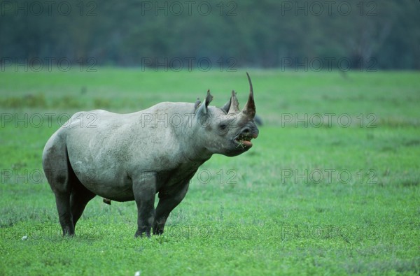 Black Rhinoceros (Diceros bicornis), Ngorongoro, Tanzania, Africa