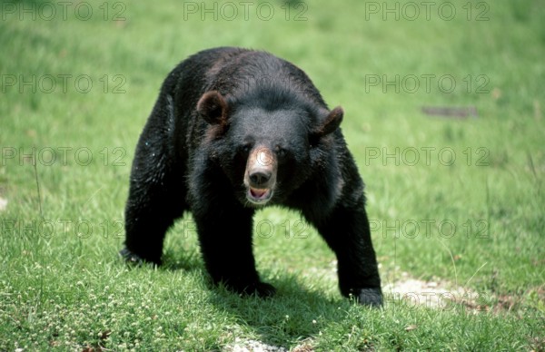 Asian black bear (Ursus thibetanus) (Selenarctos thibetanus)
