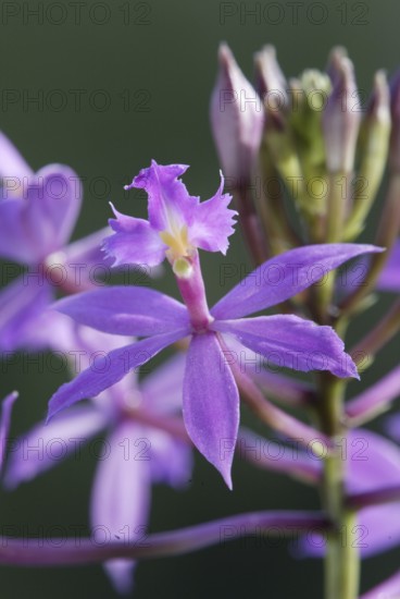 Orchid (Epidendrum ballerina)