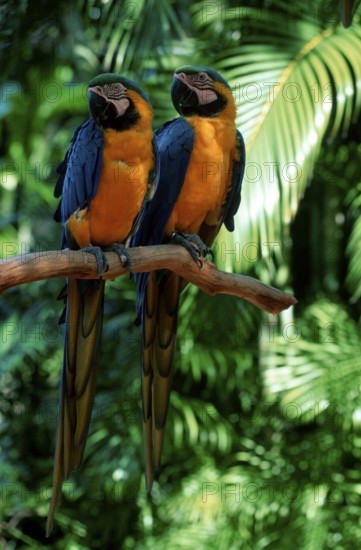 Blue-and-Yellow Macaws, pair, Gelbbrustaras, Paar, Blue-and-Gold Macaw (Ara ararauna)