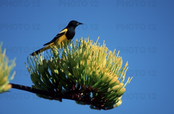 Scott's Oriole, Sonoran Desert, Arizona, USA (Icterus parisorum), Scott's Trupial, Sonoran Desert,