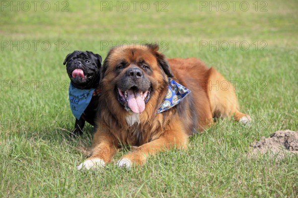 Germanic Bear Dog and Pug, Germanic Bear Dog, Neckerchief