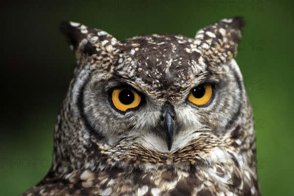 Spotted Eagle-owl (Bubo africanus), South Africa, Africa