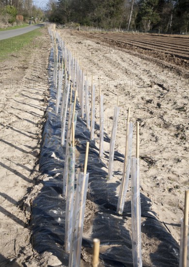 Plastic protective tubes cover new hedgerow hawthorn plants growing on the edge of a field,