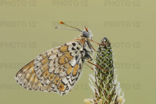 Plantain fritillary (Melitaea cinxia) with dewdrops on ribwort plantain (Plantago lanceolata),