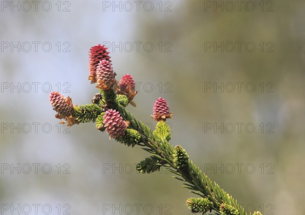 European spruce (Picea abies), inflorescence, spruce cone, North Rhine-Westphalia, Germany, Europe