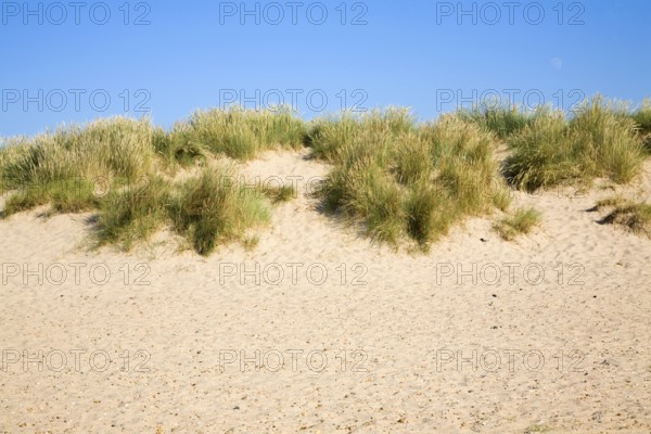 Sand dunes at Holkham beach, north Norfolk coast, England, United Kingdom, Europe