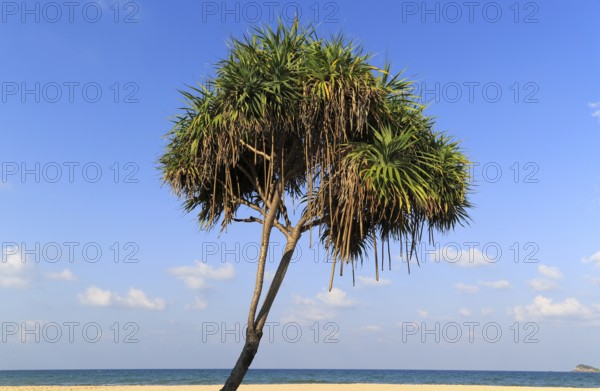 Pandanus palm trees growing on sandy beach, Nilaveli, Trincomalee, Sri Lanka, Asia
