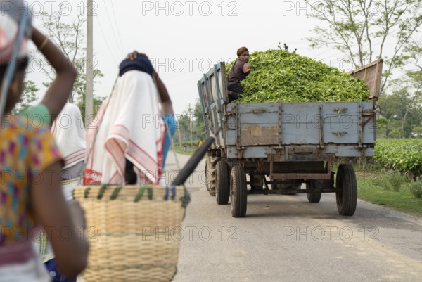 Bokakhat, India. 20 April 2024. A truck loaded with tea leaves going for processing, after collect