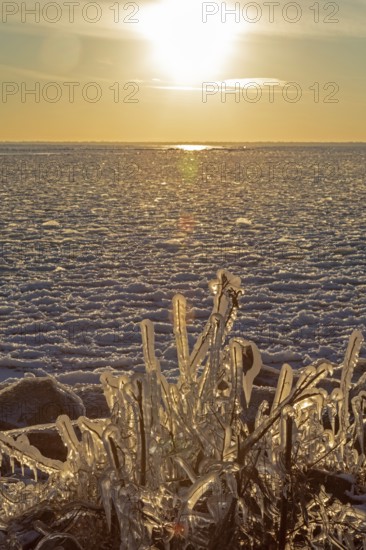 Harrison Twp, Michigan, Ice coated vegetation on the shore of Lake St Clair after a heavy rainstorm