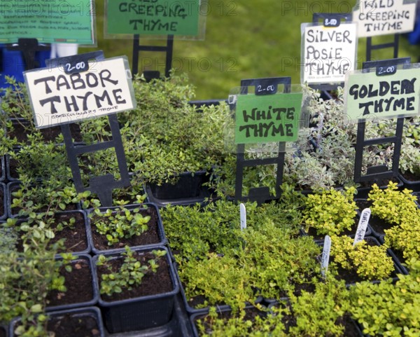 Herb plants with labels for sale during garden event at Helmingham Hall, Suffolk, England, United