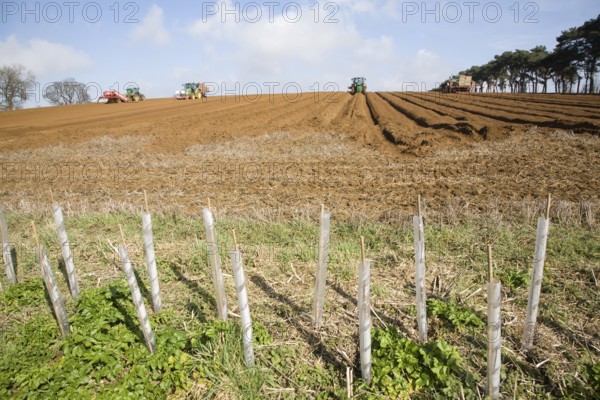 Farm machinery preparing and planting a crop of potatoes in a field, Shottisham, Suffolk, England,